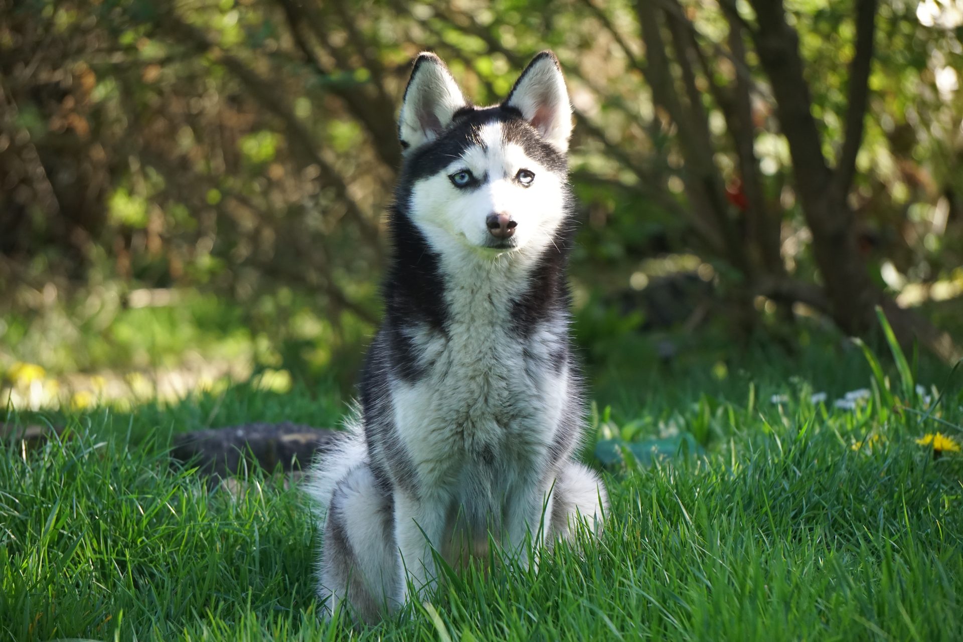 Aiko — Pomsky femelle