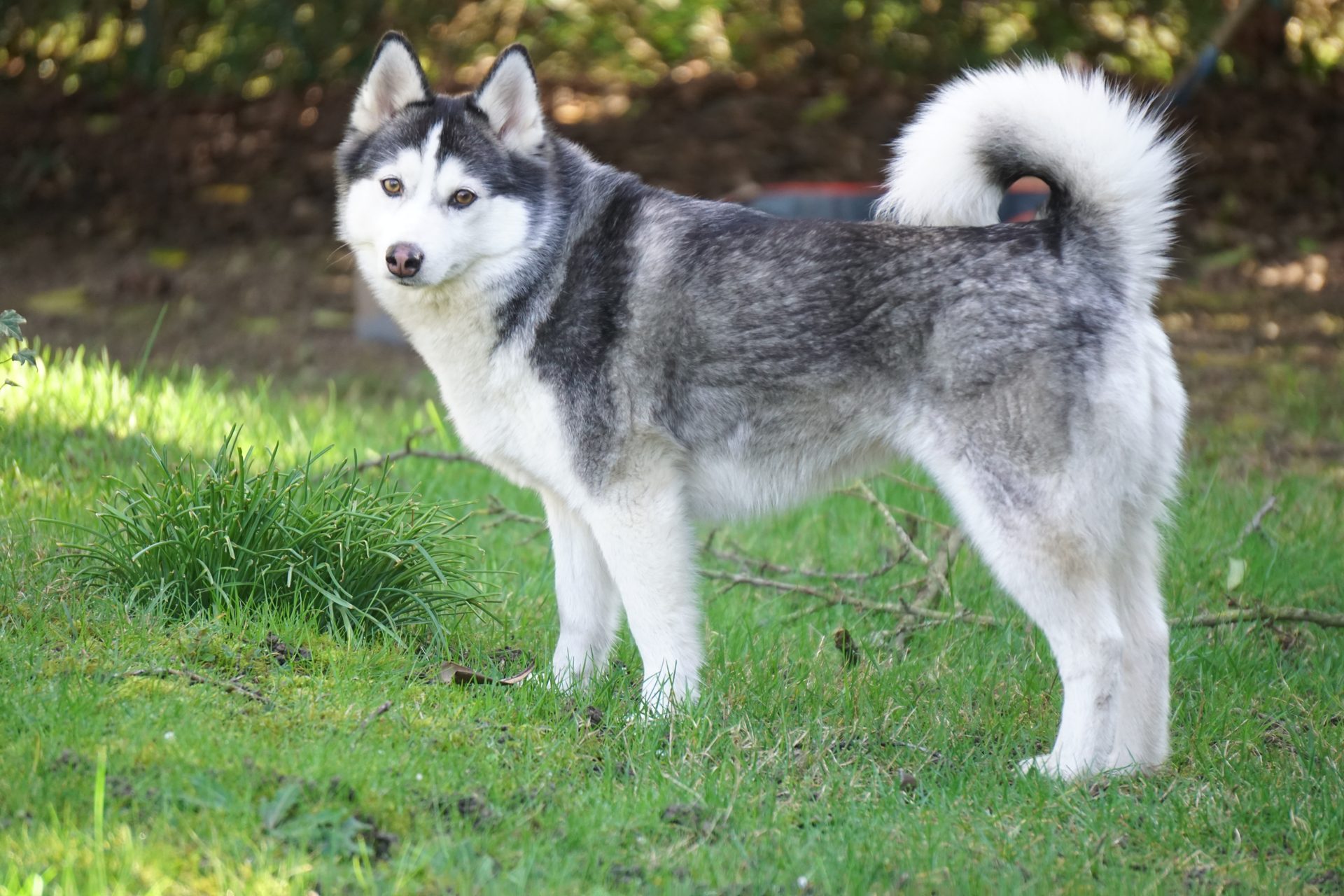 Shouka — Pomsky femelle