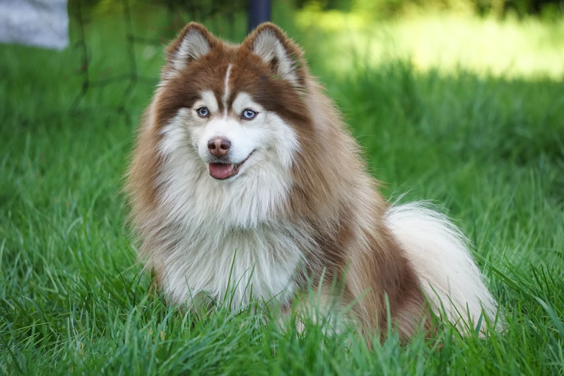 Tokyo — Pomsky mâle
