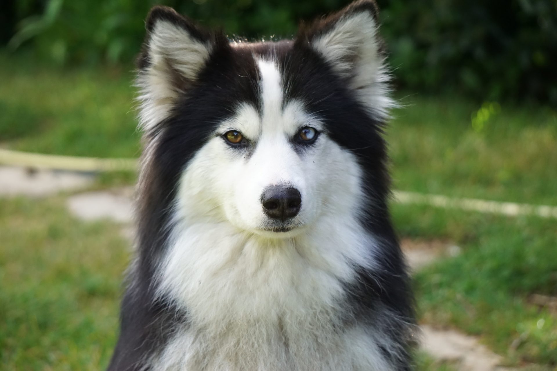 Utha — Pomsky femelle