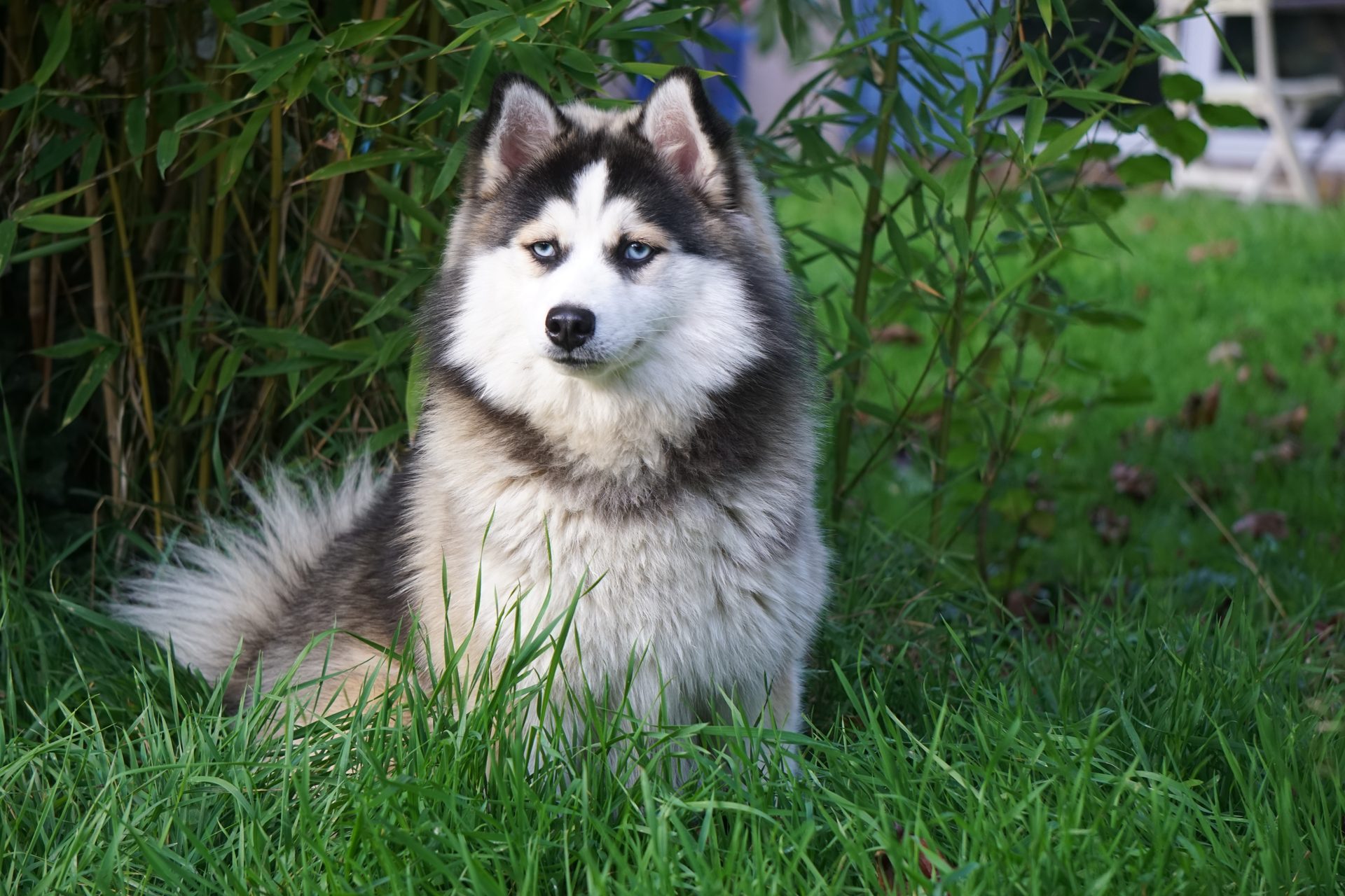 Vaïna — Pomsky femelle
