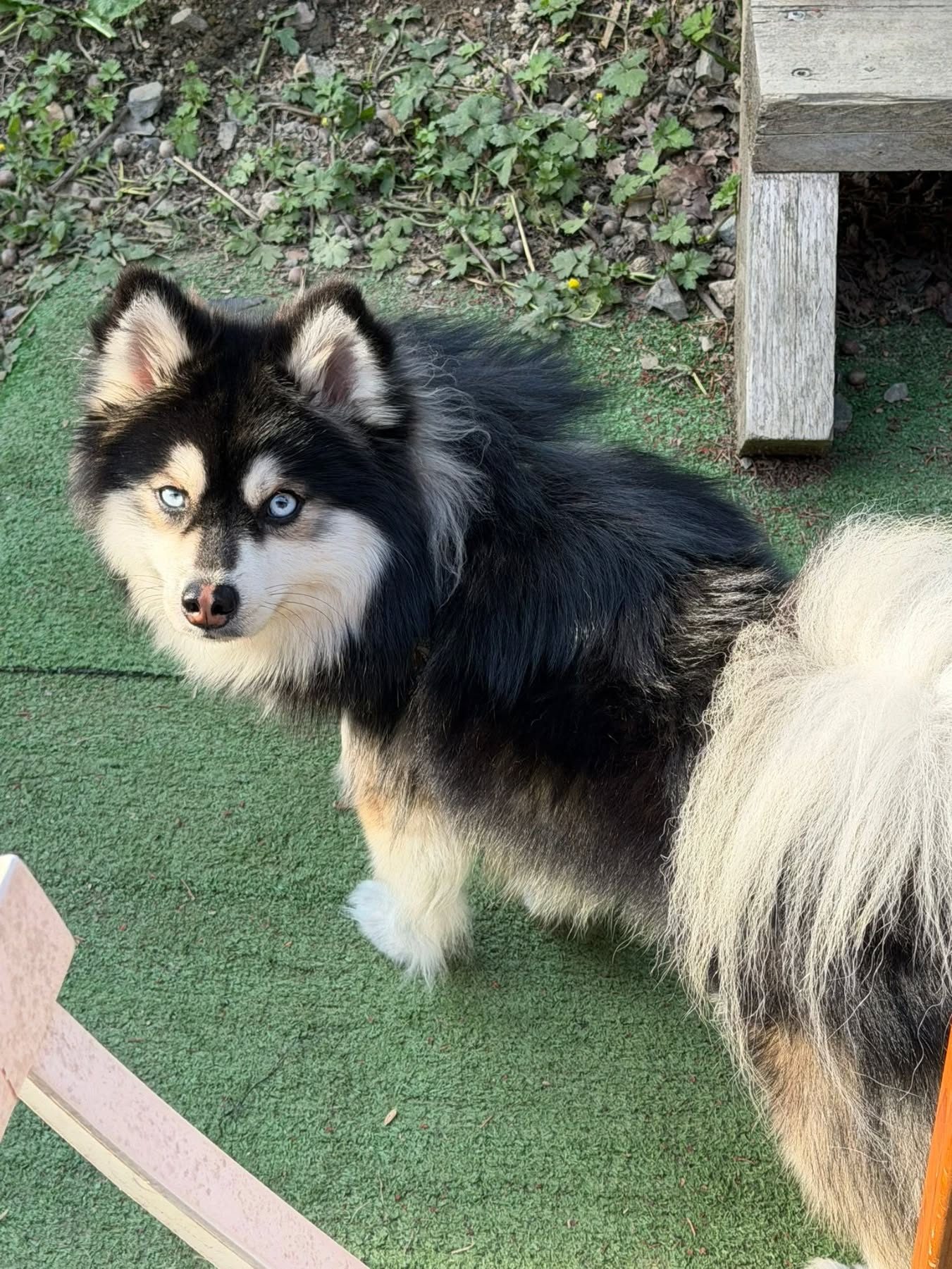 Vox — Pomsky mâle