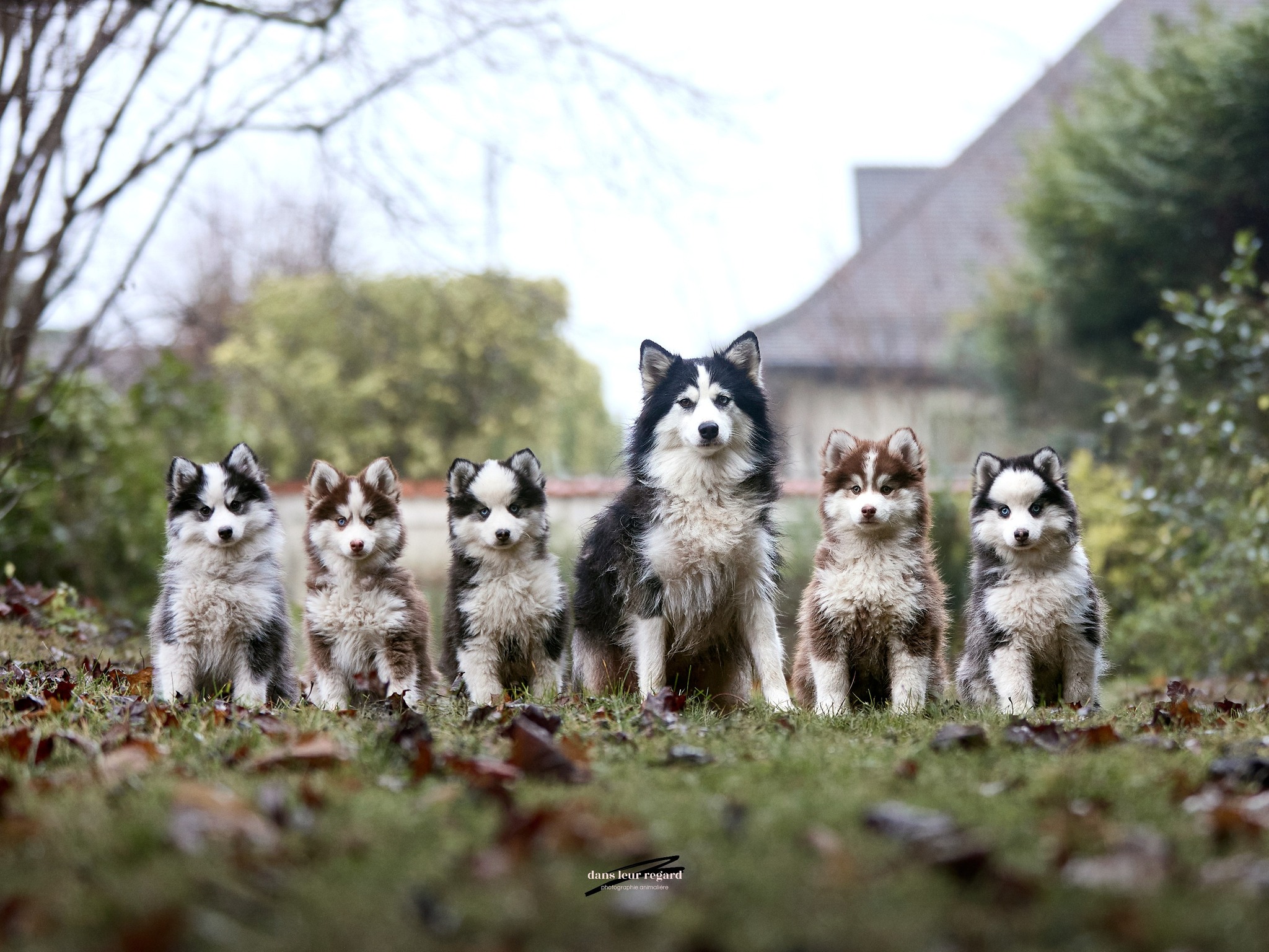 Chiots Pomsky de la Luna en famille