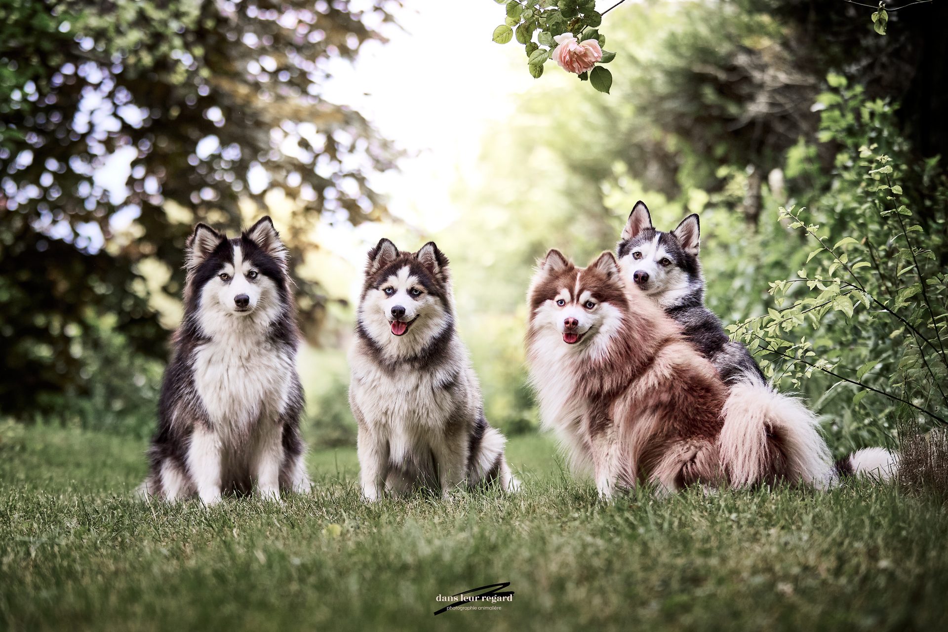 Pomsky de la Luna — élevage familial Île-de-France