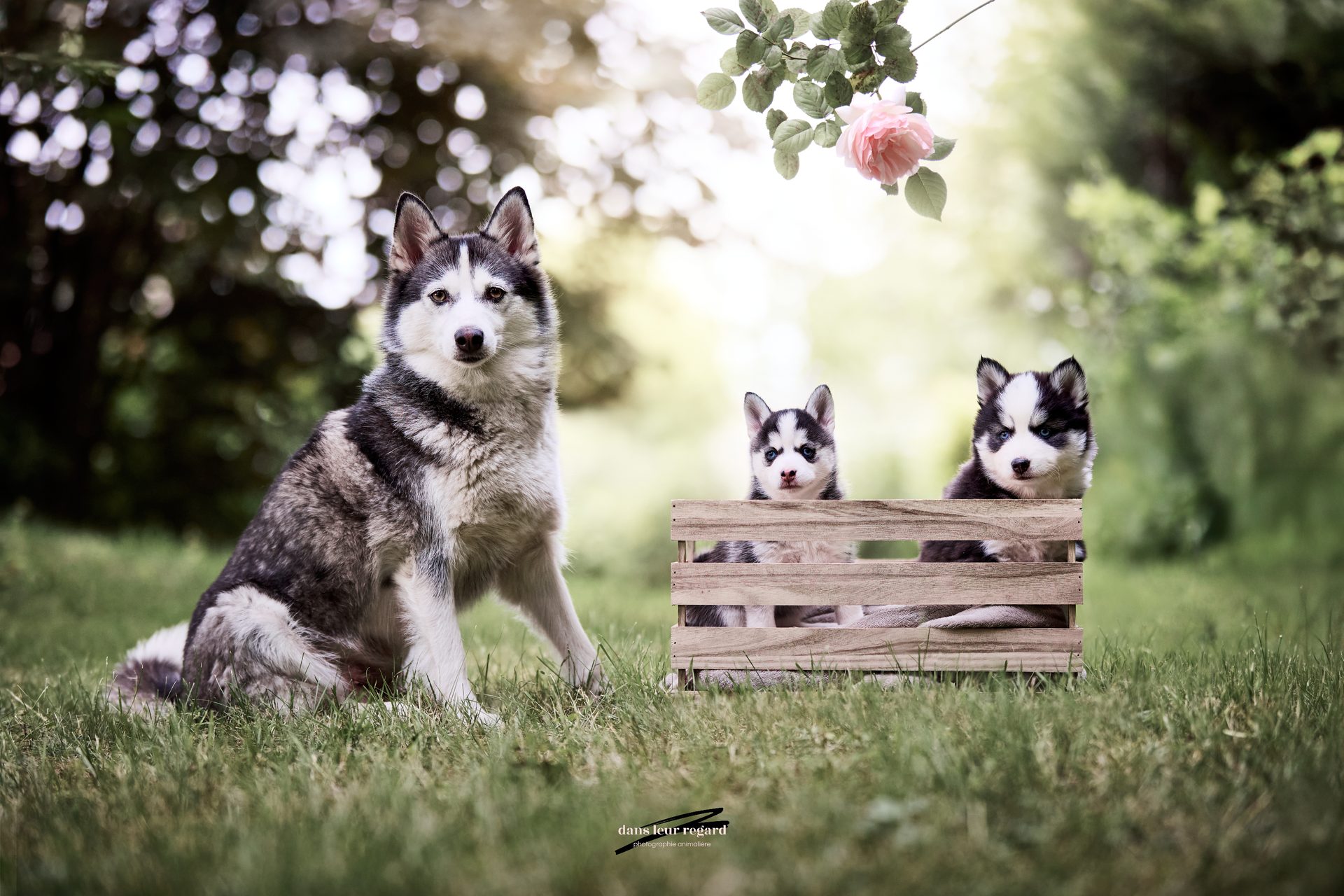 Nos Pomskys en famille