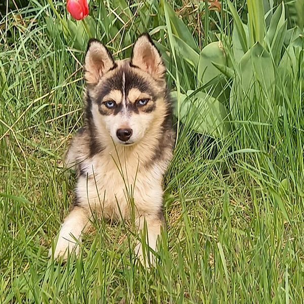 Stella — Pomsky femelle
